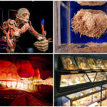 6 самых шокирующих анатомических музеев мира