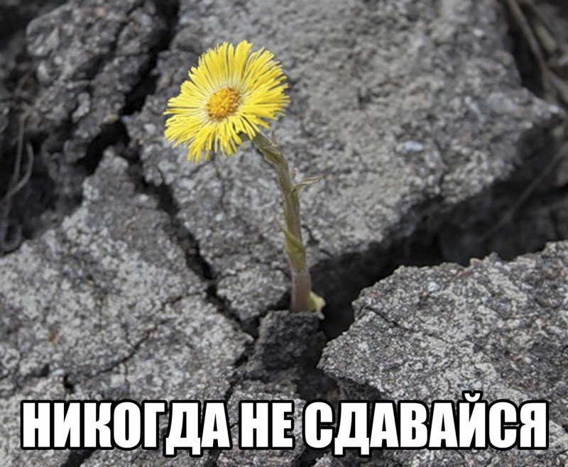 Смешные картинки с надписями прикол, юмор