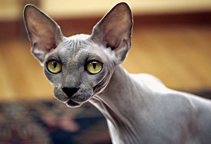 10 кошачьих секретов, о которых вы не догадывались интересно, кошки, факты