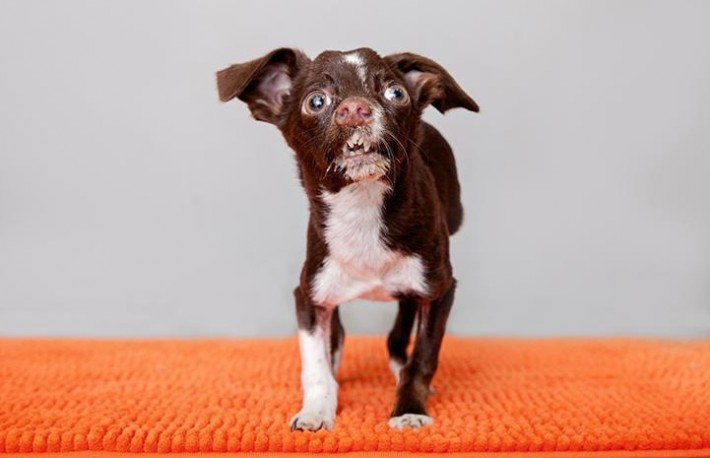 01-cletus-the-dog-710x458