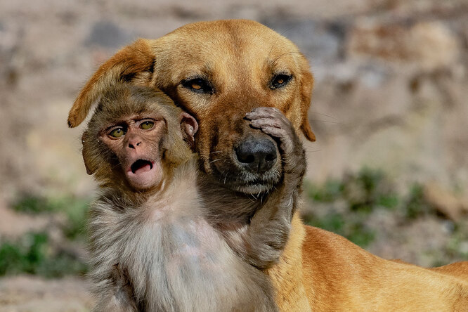 Чужих детей не&nbsp;бывает: собака «удочерила» обезьянку, потерявшую маму