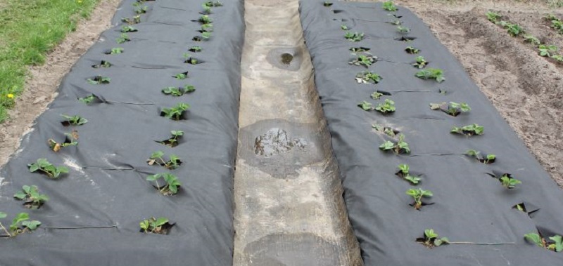 безопасные средства от сорняков