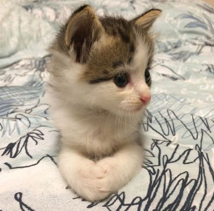 Без кота и жизнь не та