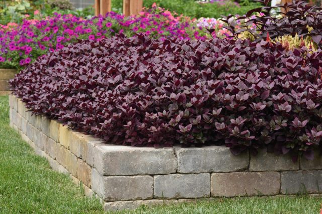 Посадите фиолетовые растения — таинственная изюминка в дизайне сада хорошо, растение, весной, отлично, садах, «Перпл, более, Перпл», осенью, высоту, листва, усеивают, листья, менее, растений, «Блэк, растения, простой, «Роял, регионах