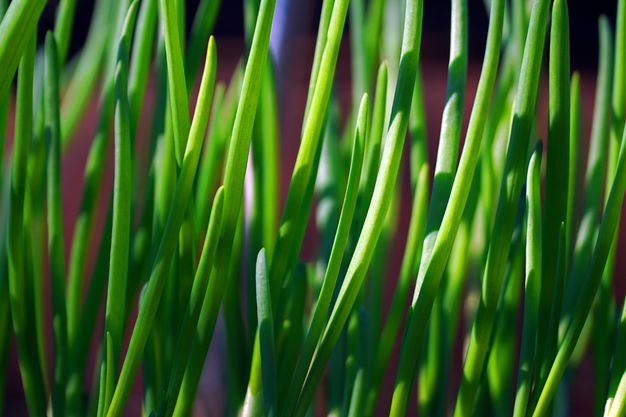 Андрей Туманов о незаменимом овоще огород