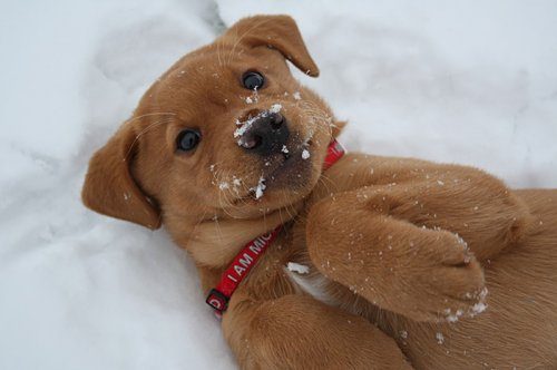 Животные и первый снег