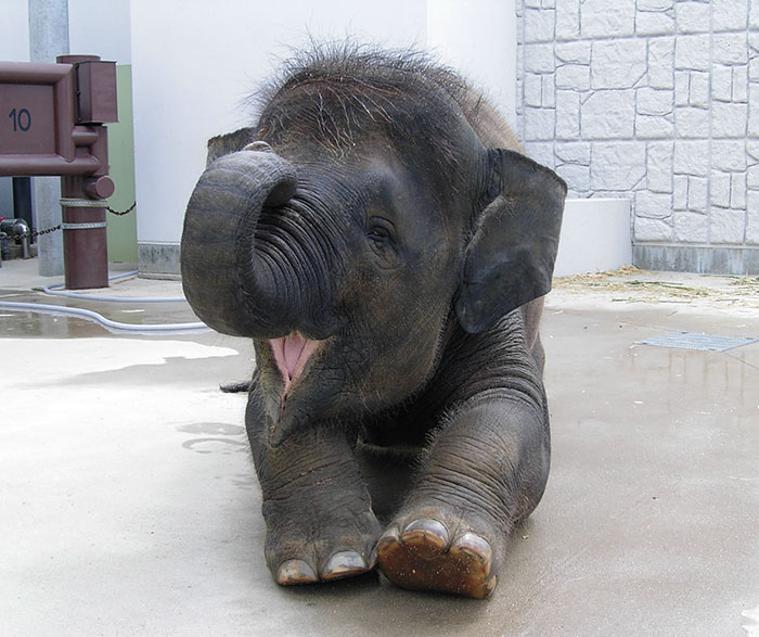 Baby Elephant