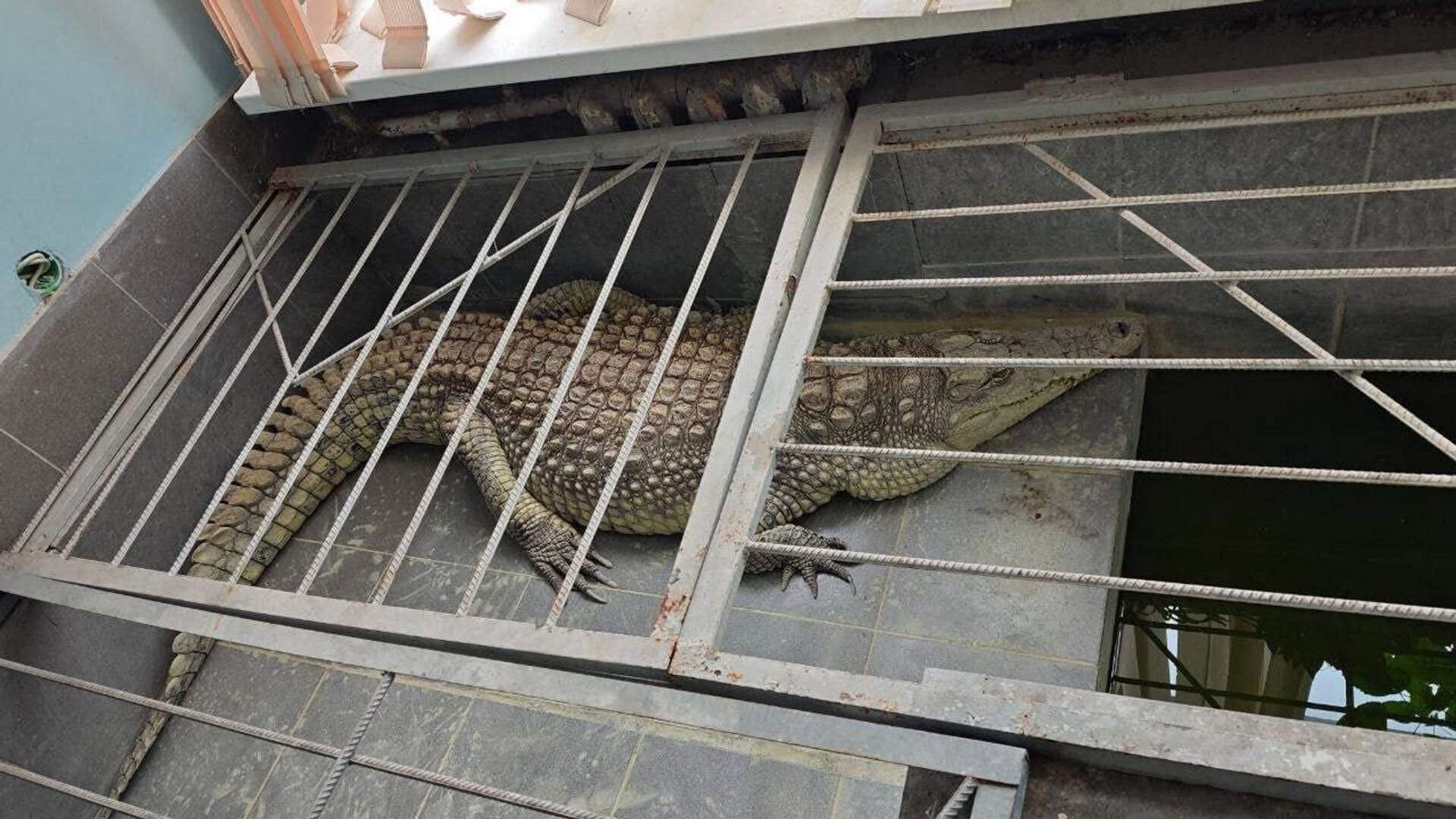 В Обнинске крокодил не в зоопарке — он в HR-отделе (по совместительству)