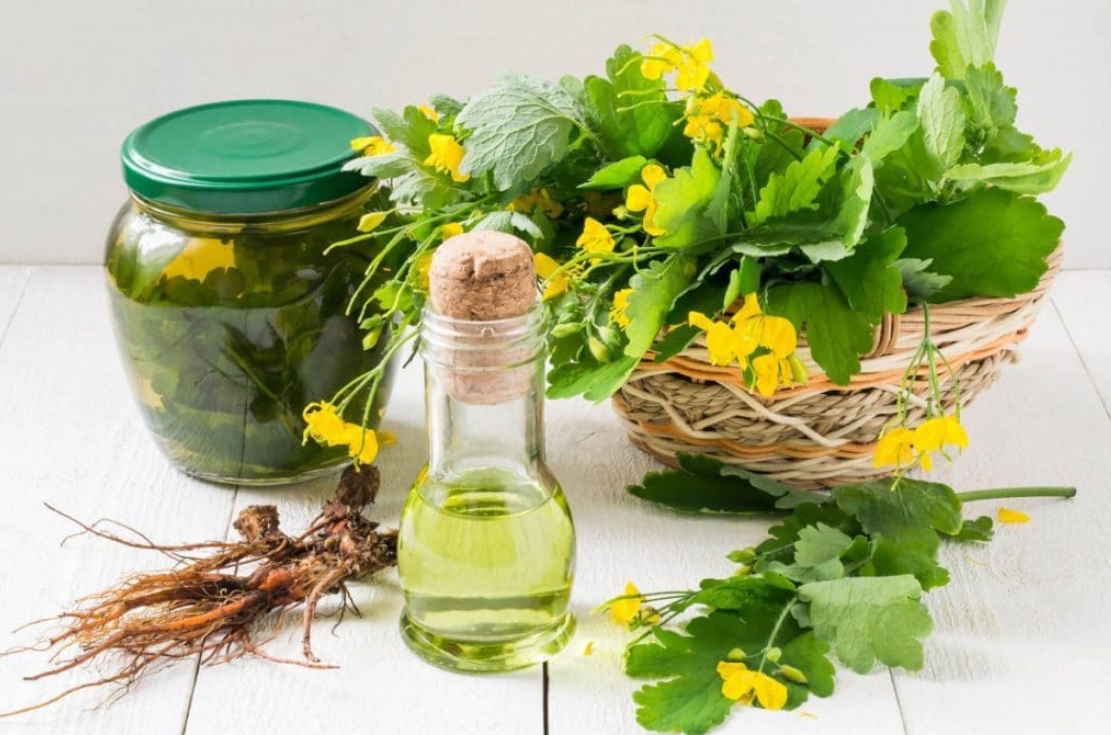 Чистотел, одуванчик, девясил - три растения от хронического активного гепатита и цирроза