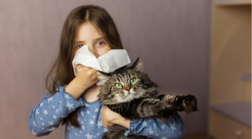 Гипоаллергенные породы кошек, чтобы гладить и не чихать  аллергия,домашние животные,здоровье, породы кошек