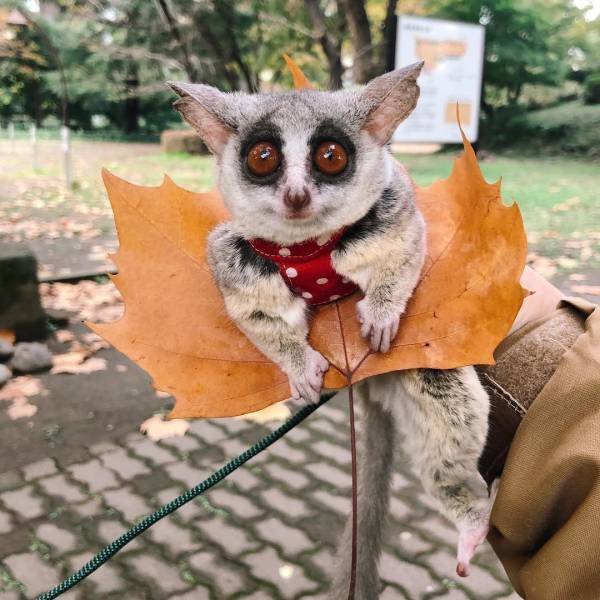 Разные животные невероятных размеров Разные животные невероятных размеров животные,невероятное,природа