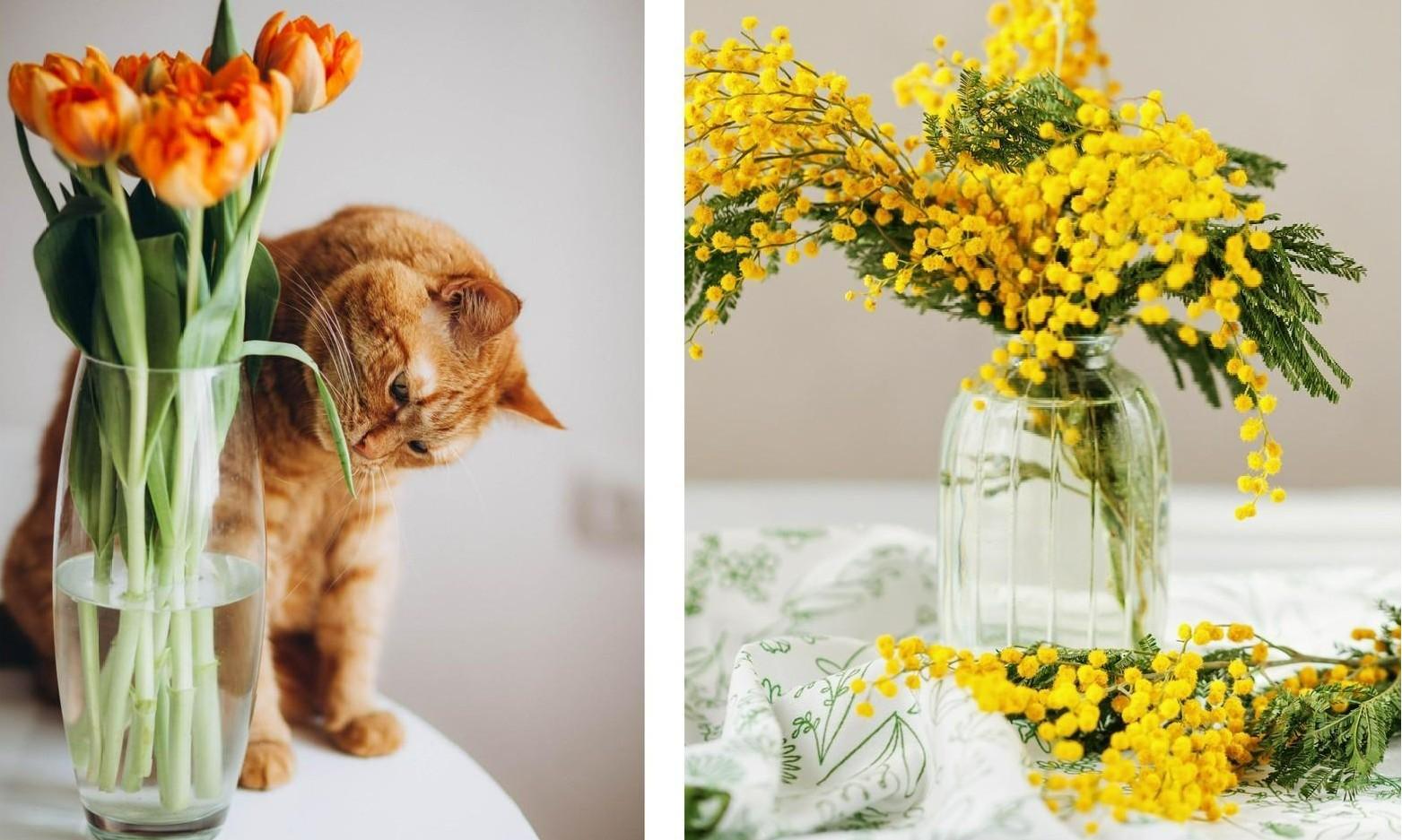 Мимозы, тюльпаны и еще 6 смертельно опасных для кошек цветов