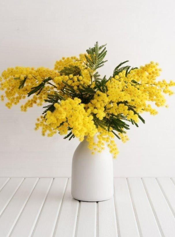 Мимозы, тюльпаны и еще 6 смертельно опасных для кошек цветов кошек, опасны, может, цветы, листья, также, содержат, букеты, судороги, координации, нарушение, очень, части, симптомы, питомцев, цветки, стебли, стоит, марта, рвота