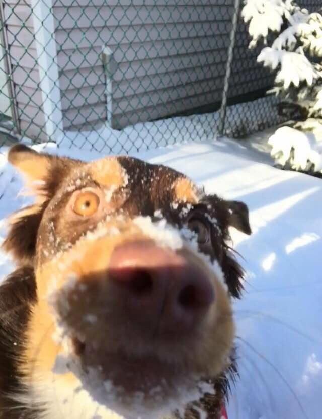 Люди делятся самыми неудачными фотографиями своих питомцев, и это очень смешно Люди делятся самыми неудачными фотографиями своих питомцев, и это очень смешно