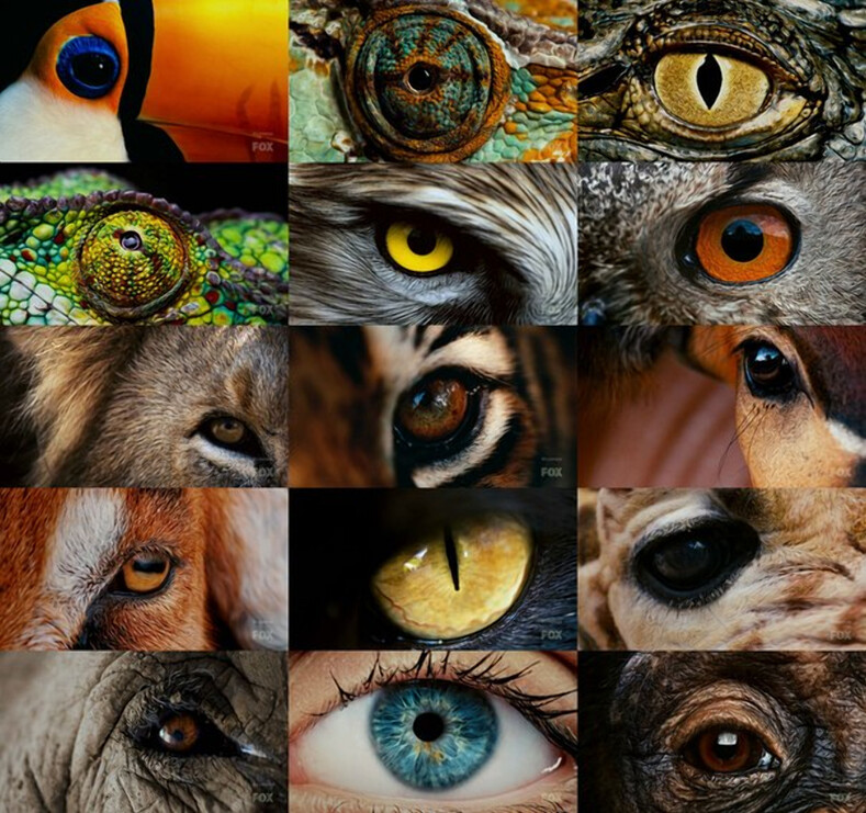 Мир глазами животных: 10 примеров того, как животные видят привычные для нас вещи животные,зрение,природа,факты