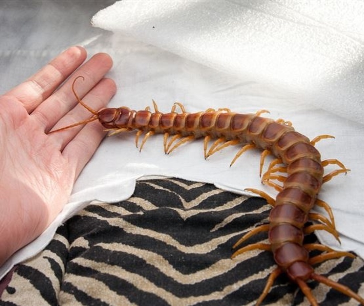 17 животных настолько больших размеров, что в их существование так сразу и не поверишь животные,интересное,рекорды