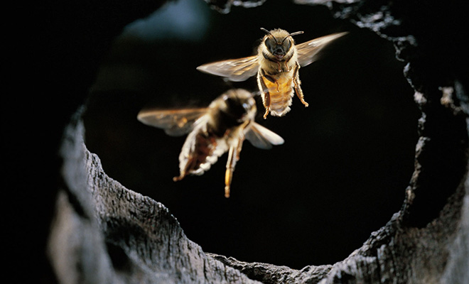 Пчелы не умеют летать в темноте. Стоит пропасть свету и они моментально падают: эксперимент Культура