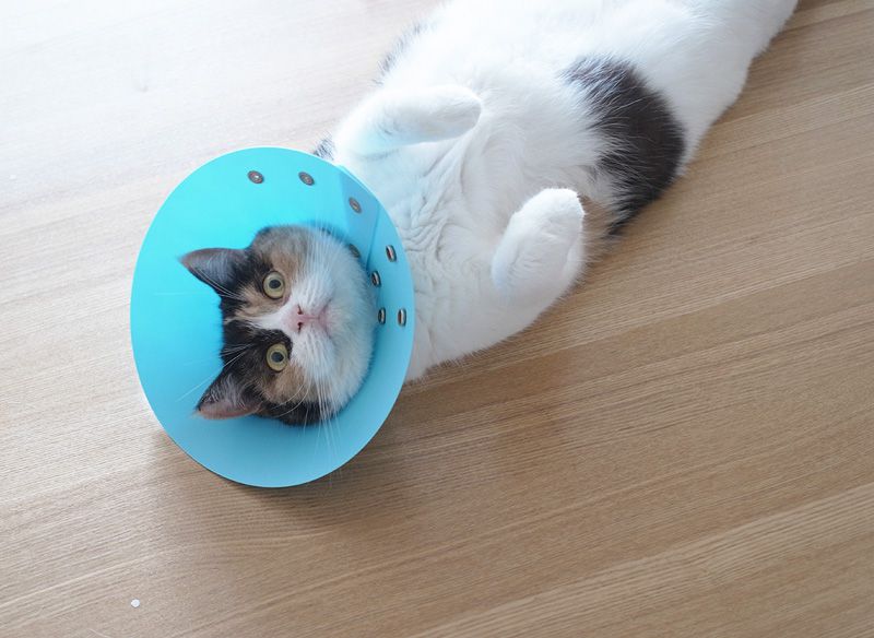 Хозяин, выпусти! 