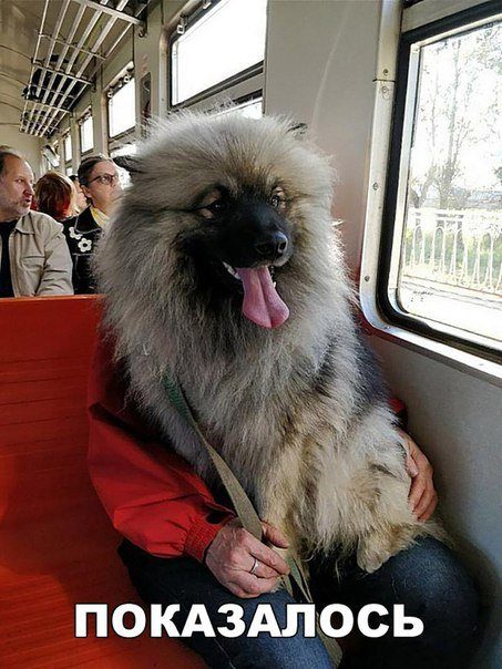Самые прикольные фотомемы дня!