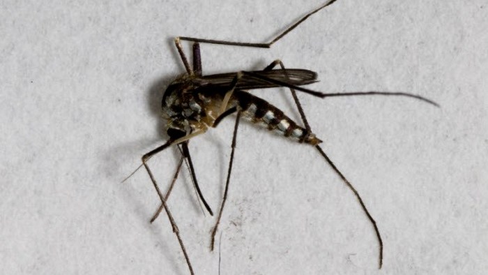 Футуристичное предсказание: комары и мухи вымрут.