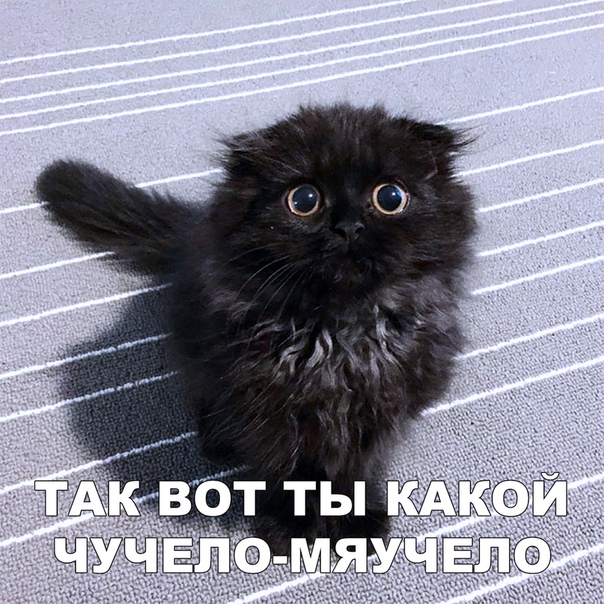 Зачетные и ржачные надписи к картинкам и фото приколам для улыбки