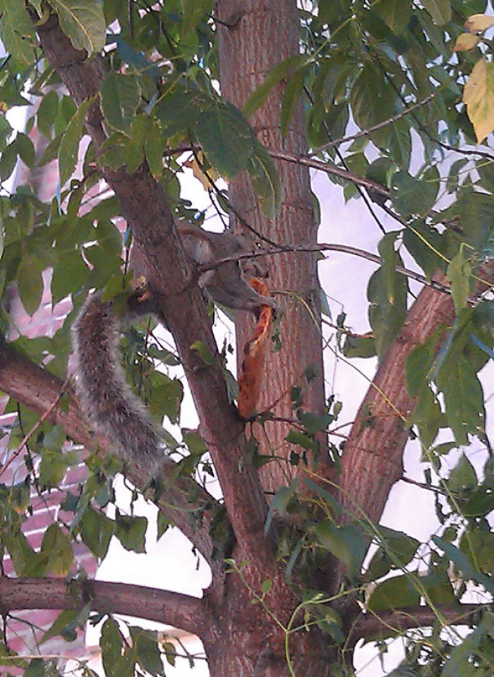 My Friend Texted Me Saying She Was Watching A Squirrel Eat A Pizza In A Tree. I Said, 