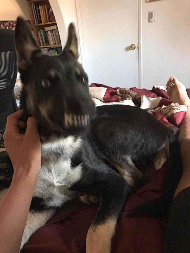 Люди делятся самыми неудачными фотографиями своих питомцев, и это очень смешно Люди делятся самыми неудачными фотографиями своих питомцев, и это очень смешно