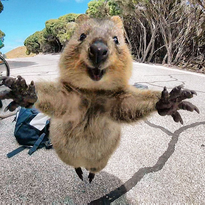 quokka-meets-cyclist-man-australia-2
