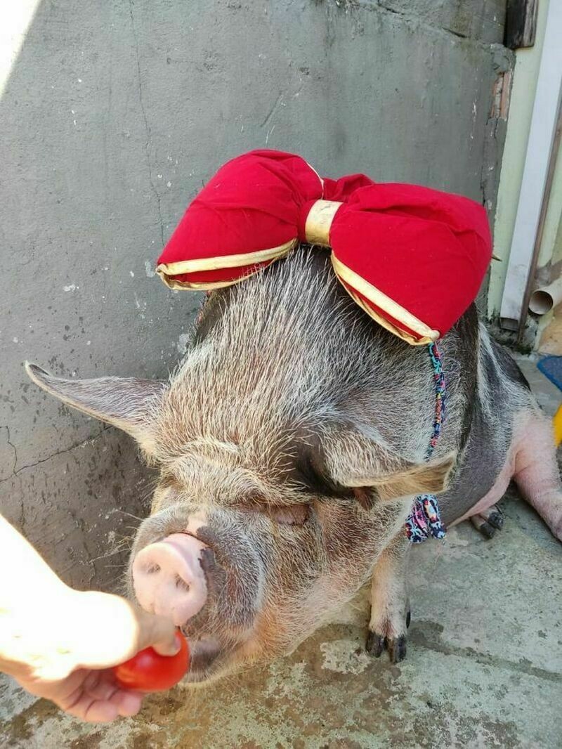 Свинья с бантиком
