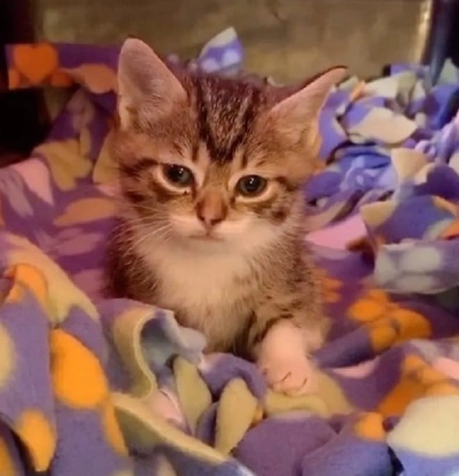 Котенок сидит