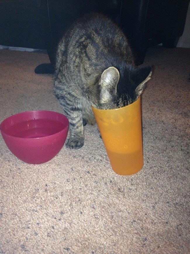 Кот, который не ищет легких путей животные, питомцы, смешные, фотографии