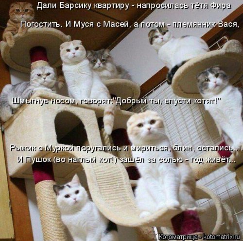Свежая котоматрица (26 фото)