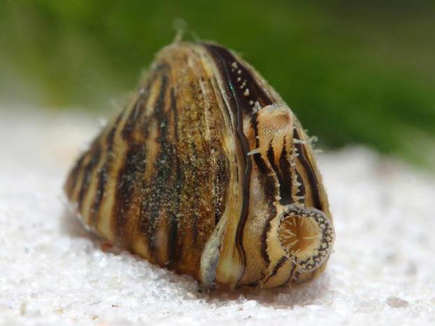 Дрейссена речная  (Dreissena polymorpha) : описание, условия обитания и роль в экосистеме