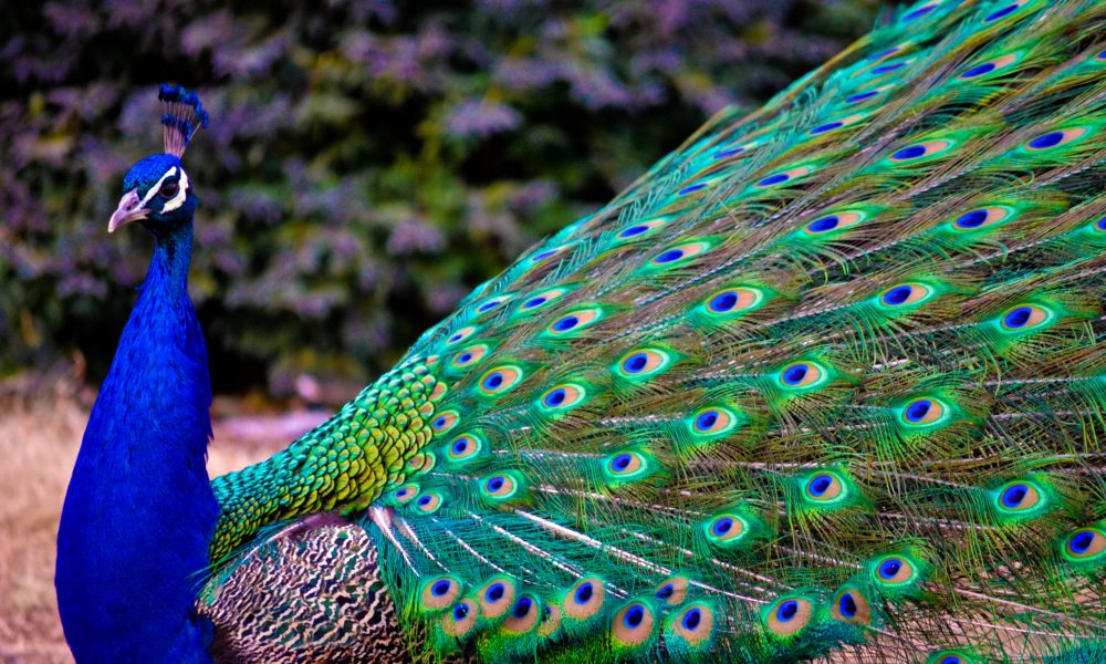 peacock