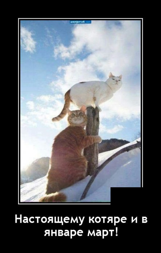 Демотиваторы 17 января 2022 года