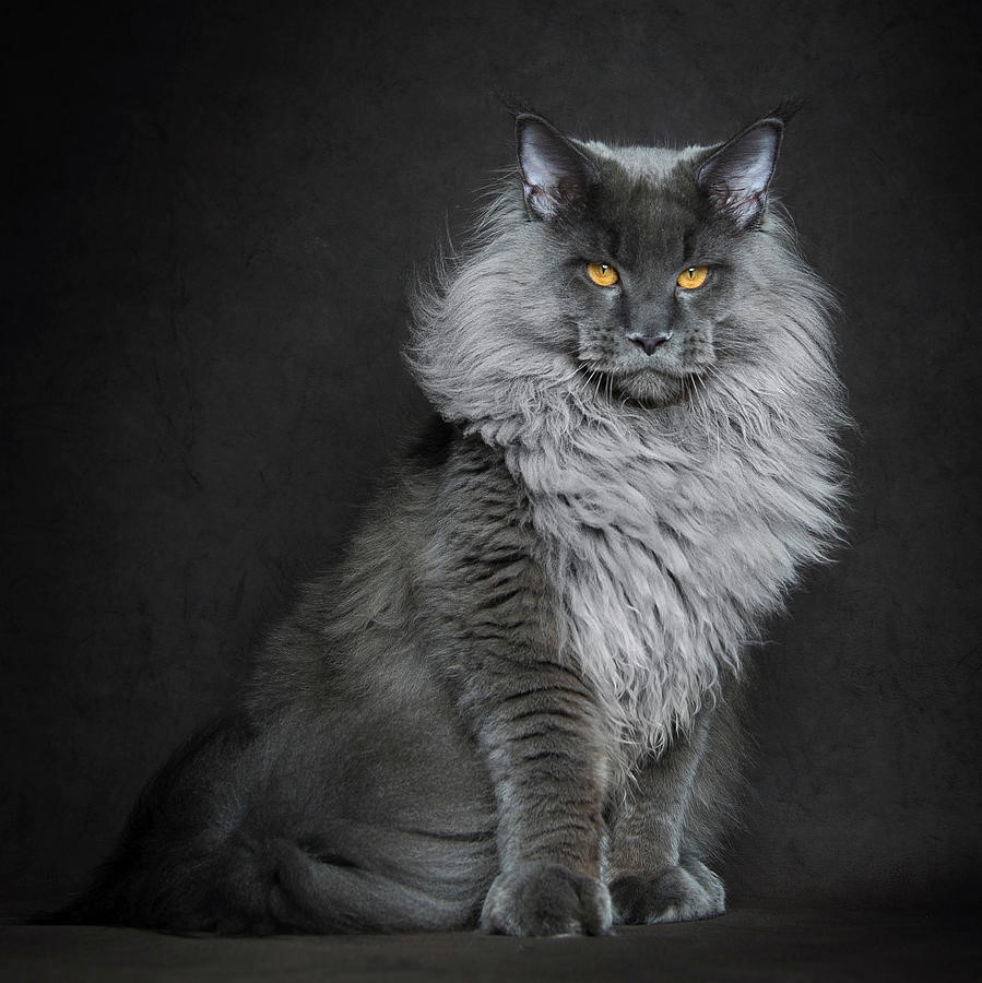 NewPix.ru - Американская енотовая кошка Maine Coon