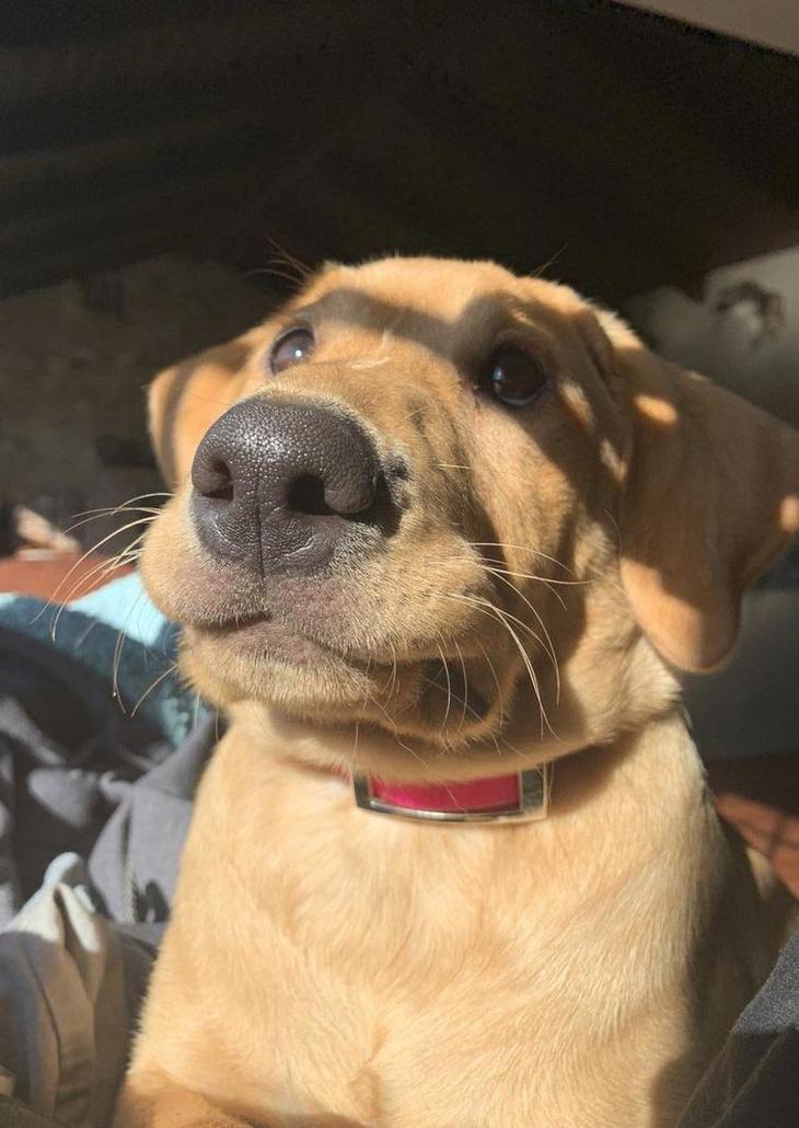 Люди делятся самыми неудачными фотографиями своих питомцев, и это очень смешно Люди делятся самыми неудачными фотографиями своих питомцев, и это очень смешно