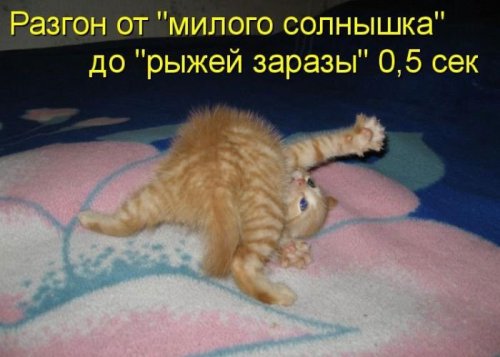 Рыжая котоматрица (12 шт)