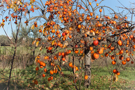 Дерево хурмы