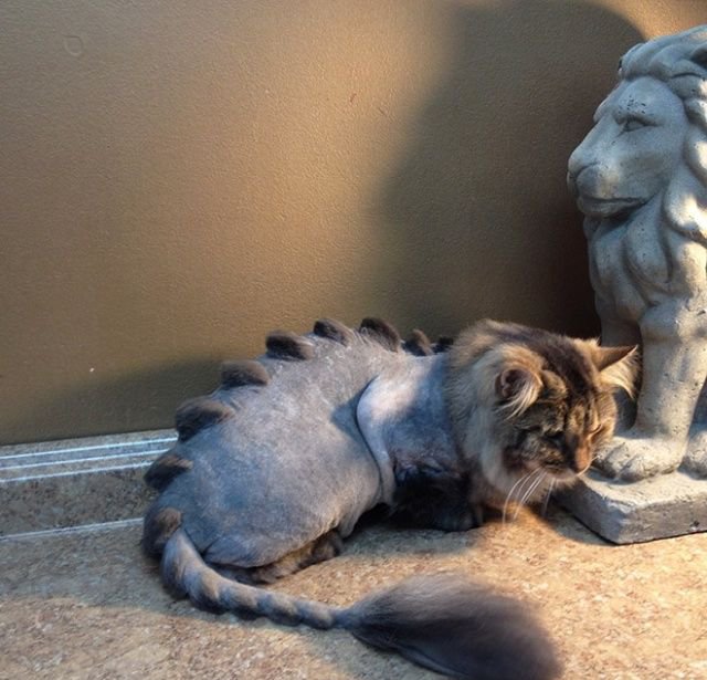 Когда хотел динозавра, но завел кота Когда хотел динозавра, но завел кота