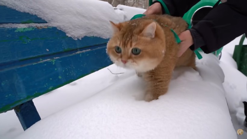 Видео: Кот в первый раз видит снег домашние животные,наши любимцы