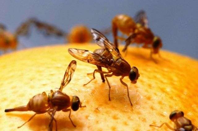 Средиземноморская плодовая муха: что это за "зверь" и с чем ее можно случайно съесть вредители,дача,сад и огород