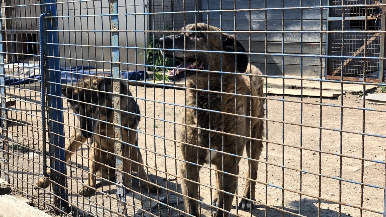 Крымчане покупают электрошокеры для защиты от бродячих собак пока строится приют