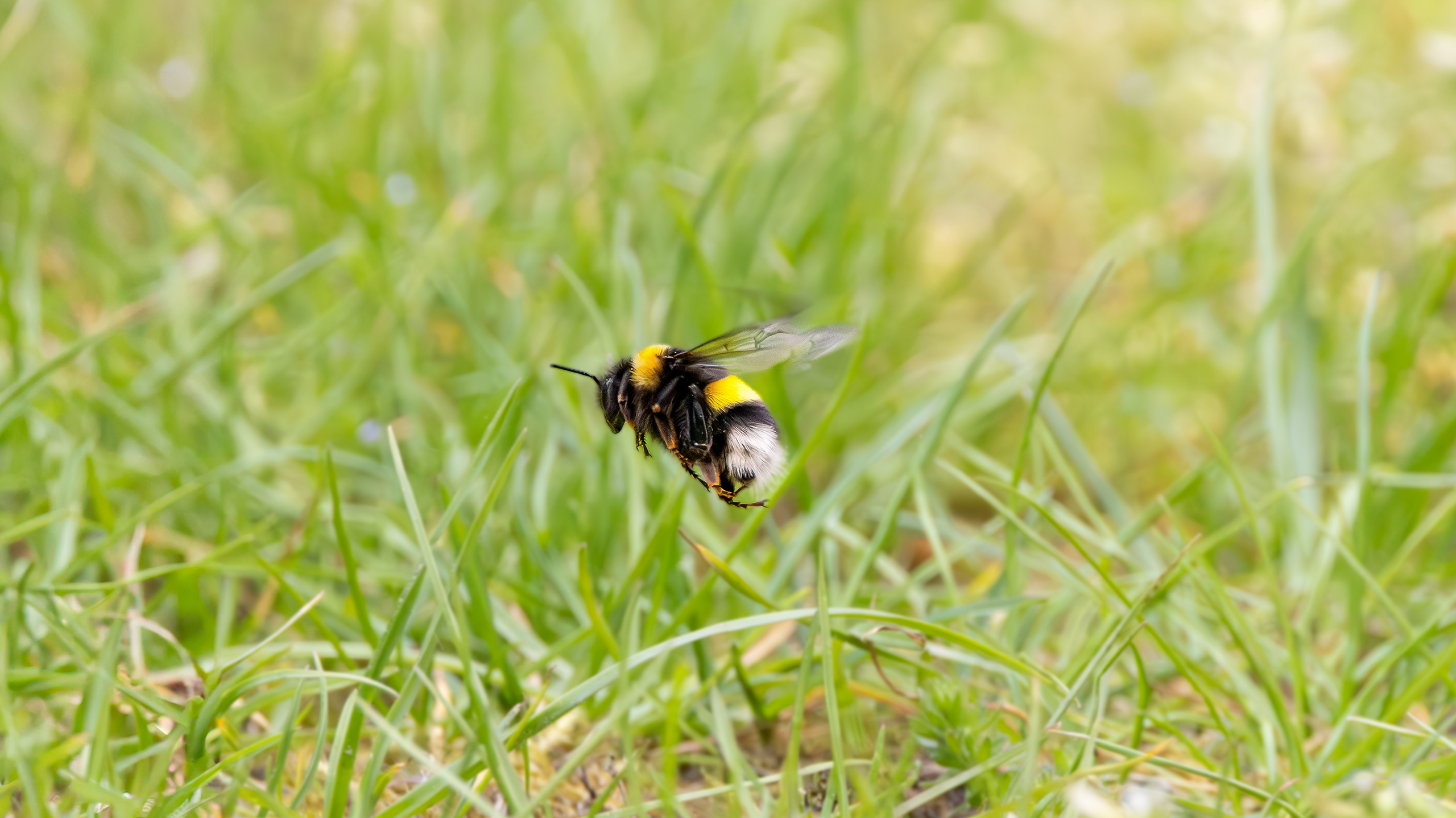 Тайная жизнь улья: как пчелы переживают зиму пчелы, переживают, важное, только, семья, чтобы, особи, Влага, сырость, холод, живой, представляет, всего, часто, помогает, должна, существует, корма, эффективно, нектар