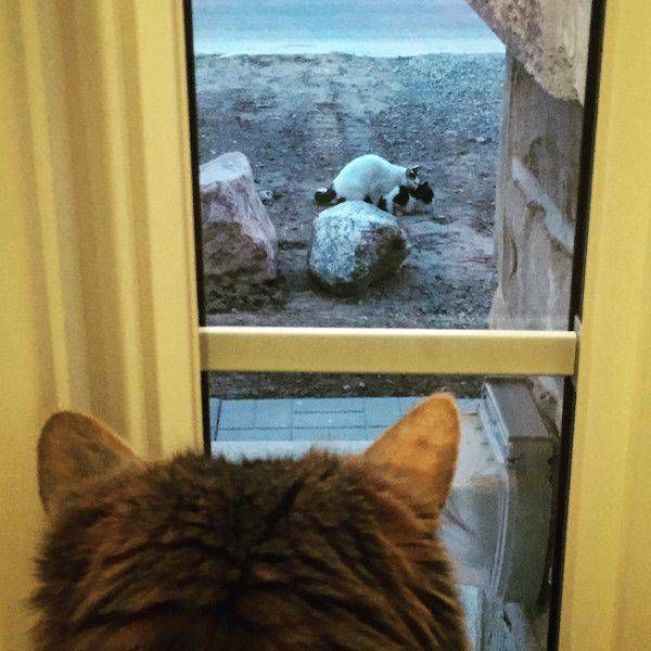 Подборка картинок. Вечерний выпуск (60 фото)