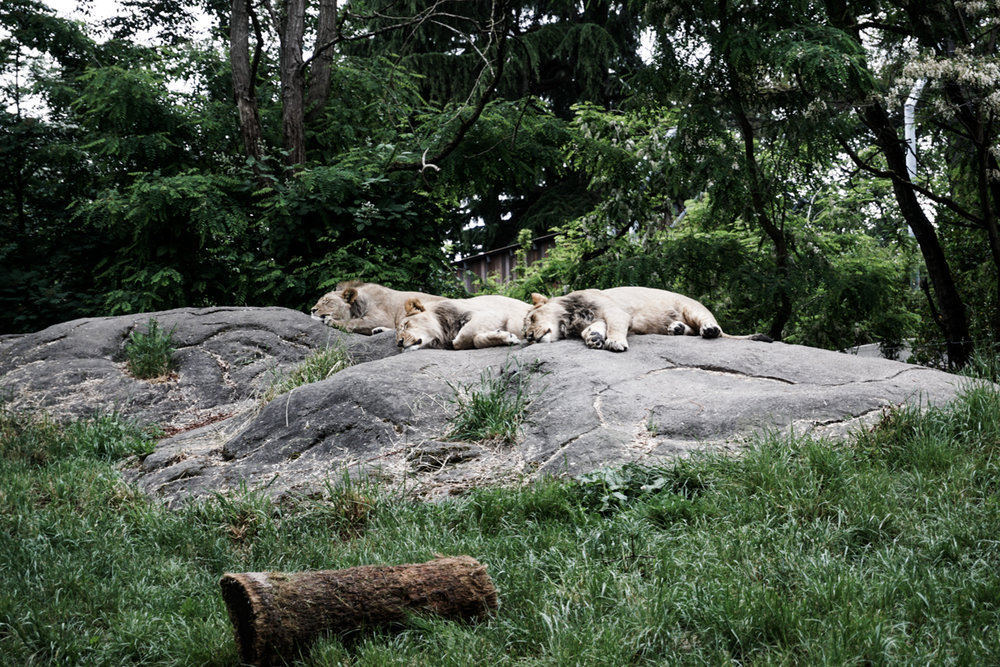 Seattle Washington Woodland Park Zoo-18.jpg