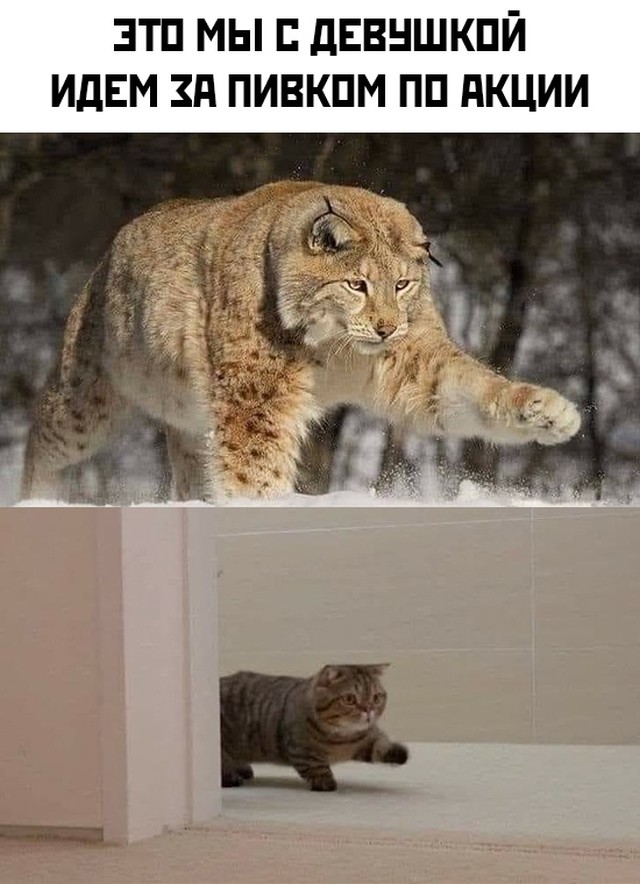 Подборка прикольных картинок  приколы,смешные картинки,юмор