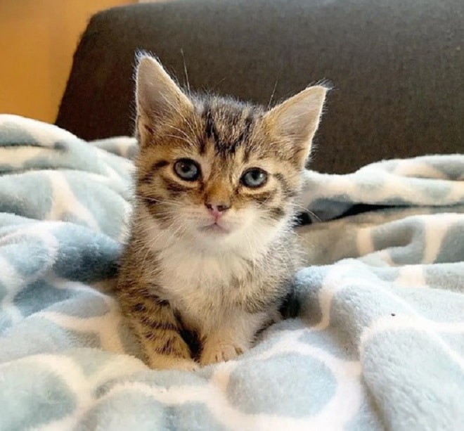 Котенок на кровати