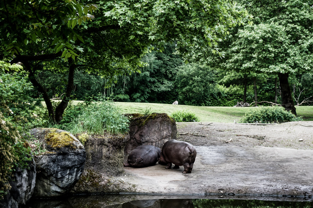 Seattle Washington Woodland Park Zoo-11.jpg