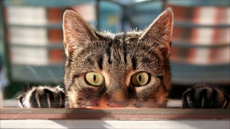 10 кошачьих секретов, о которых вы не догадывались интересно, кошки, факты